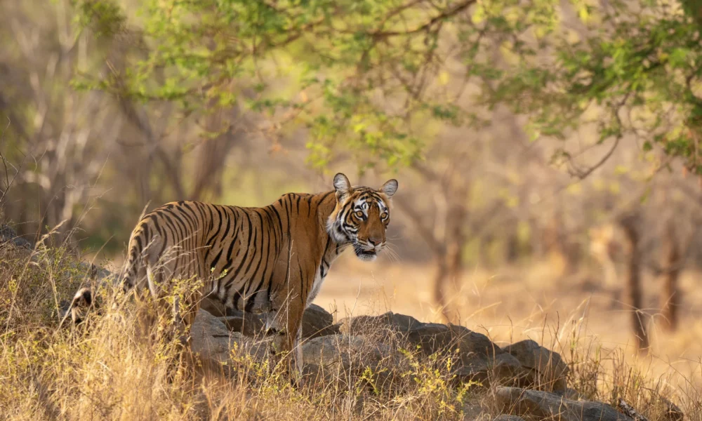 ranthambore-national-park-safari-booking