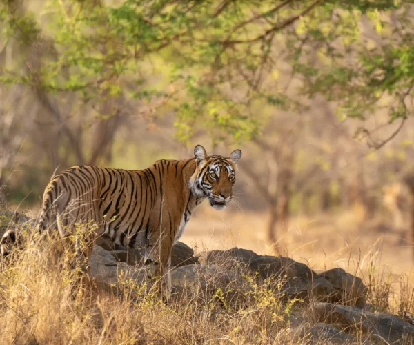 Ranthambore National Park in 2026 Safari Reservations Guide
