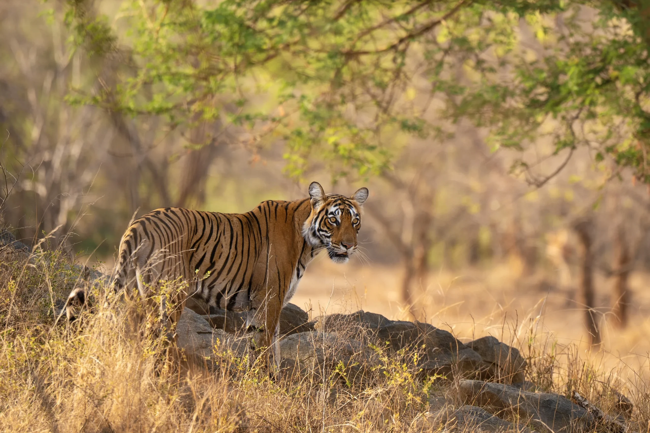 ranthambore-national-park-safari-booking