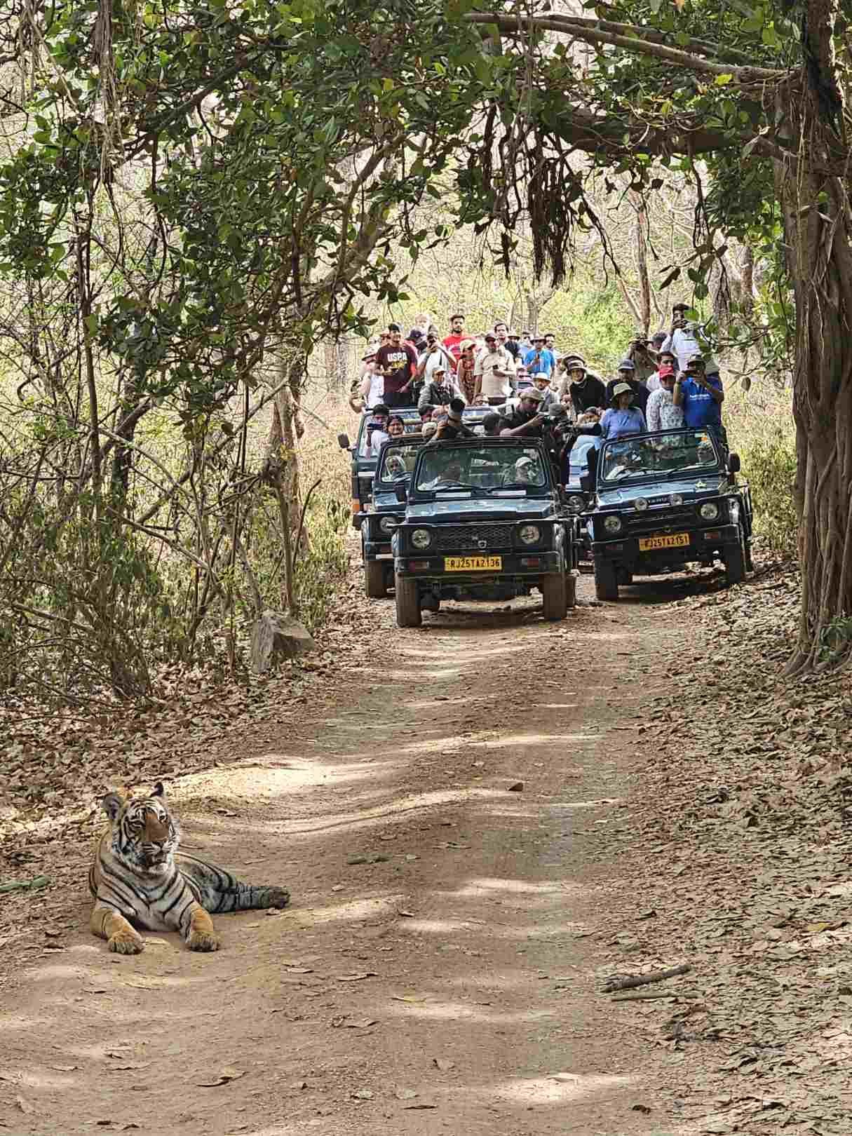 Jeep Safari Ranthambore National Park for Tiger Wildlife Tour
