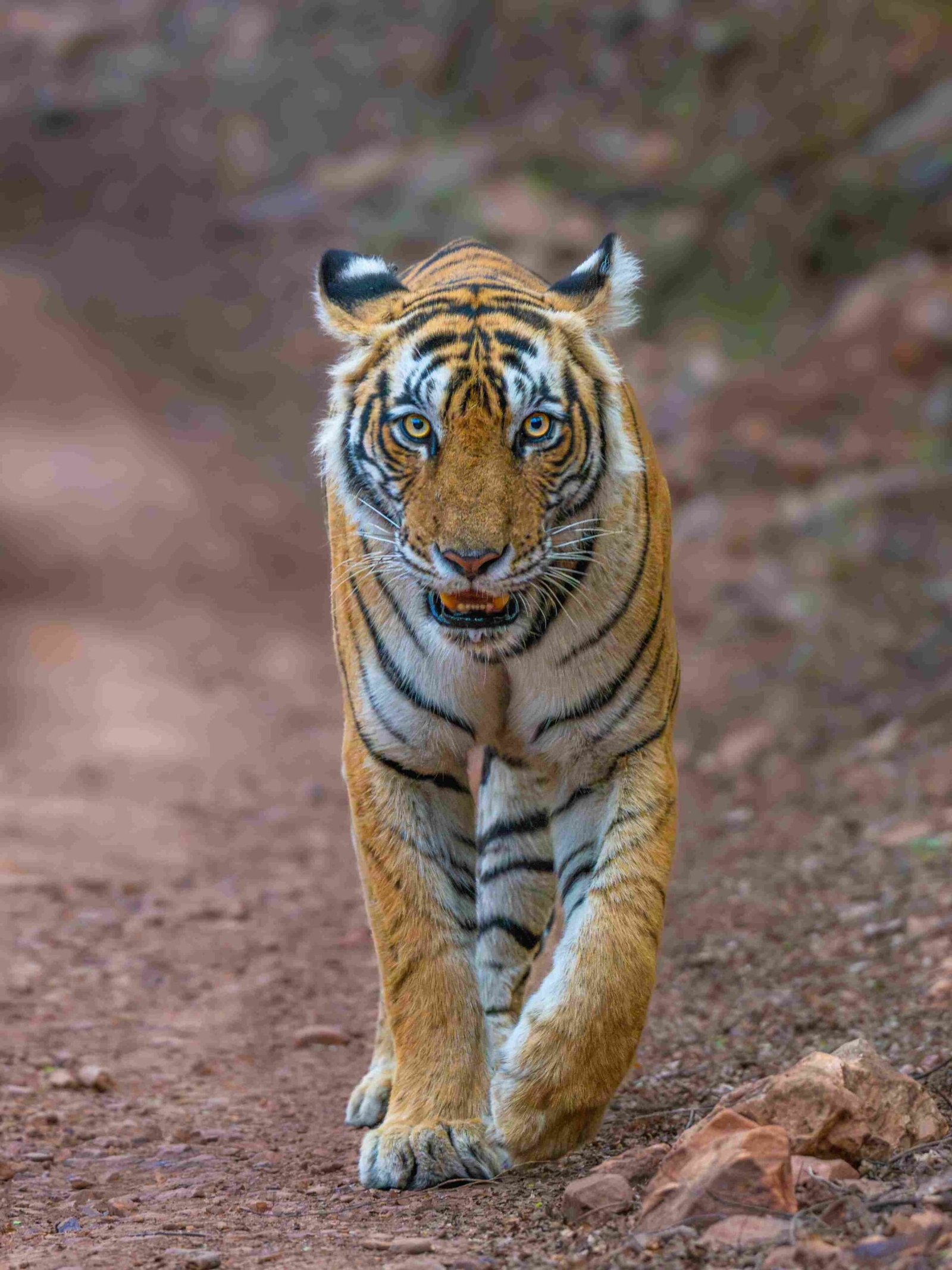Tourists enjoying Canter Safari Ranthambore wildlife trip