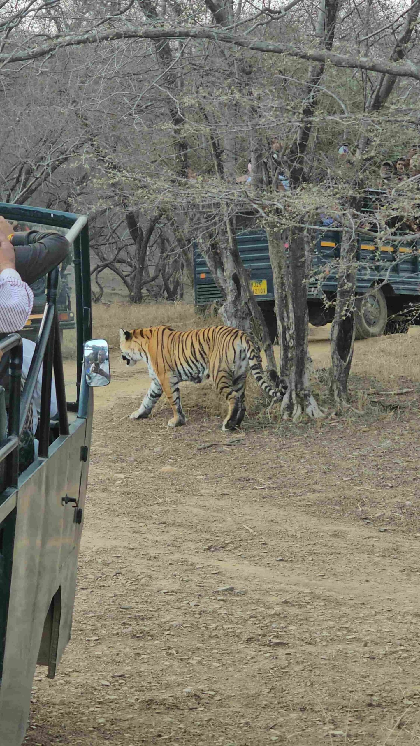 Forest trail view from Canter Safari Ranthambore route
