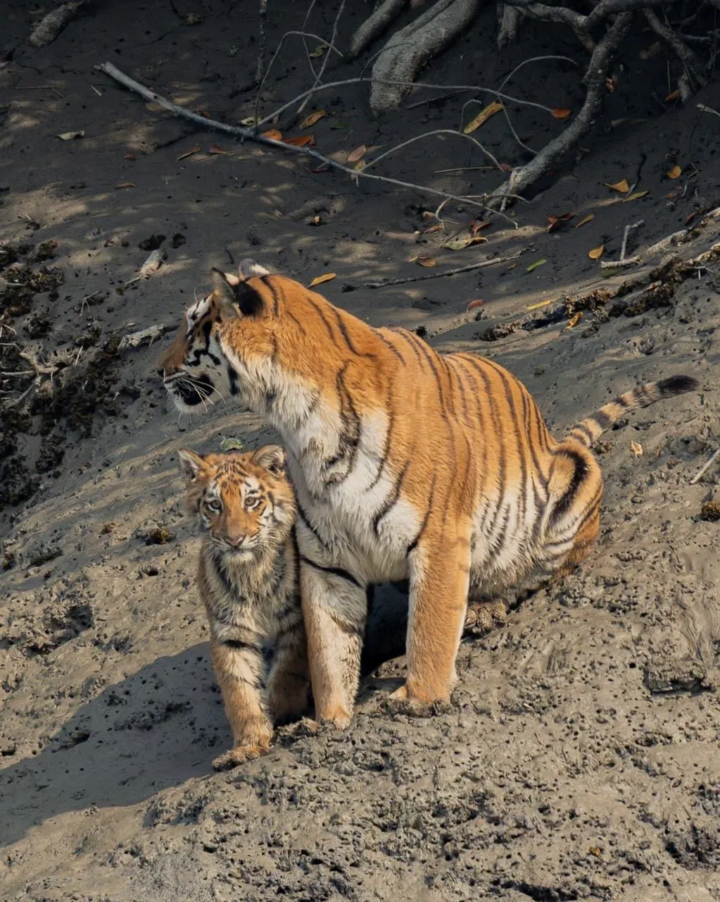 Open Jeep Safari Ranthambore for Wildlife Adventure