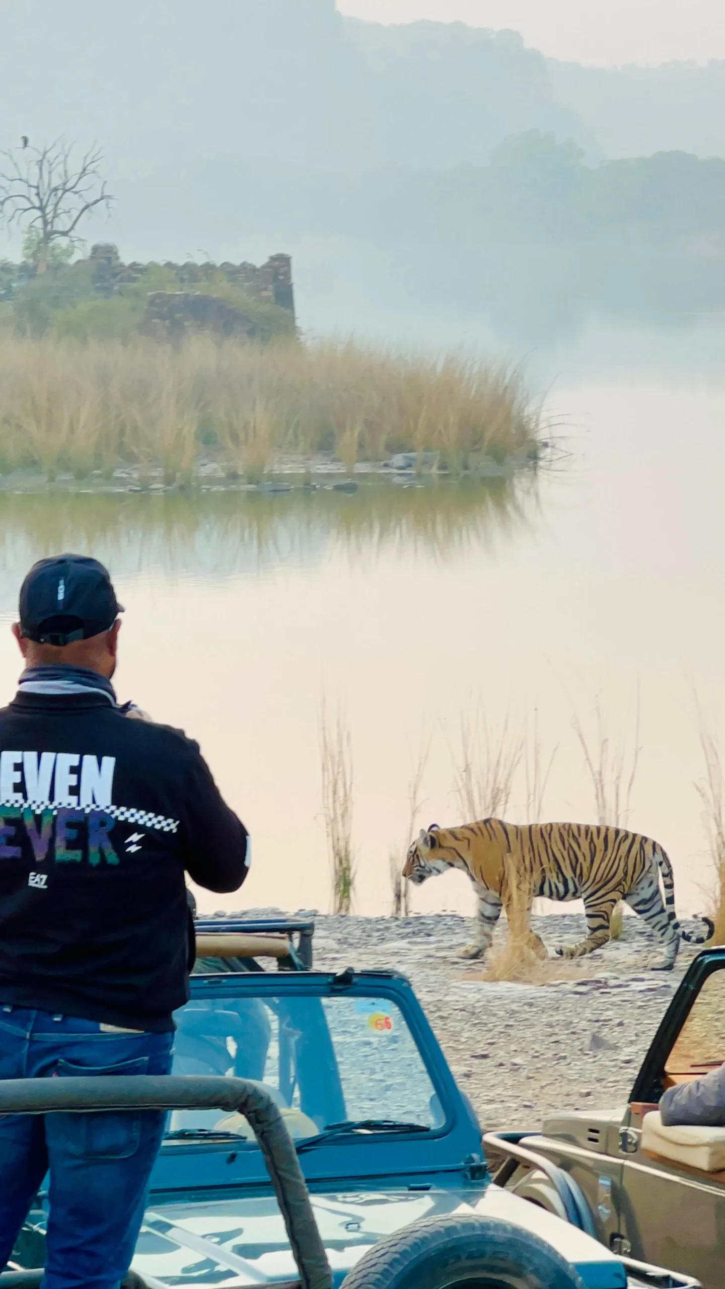 Tiger spotted during Jeep Safari Ranthambore National Park Rajasthan