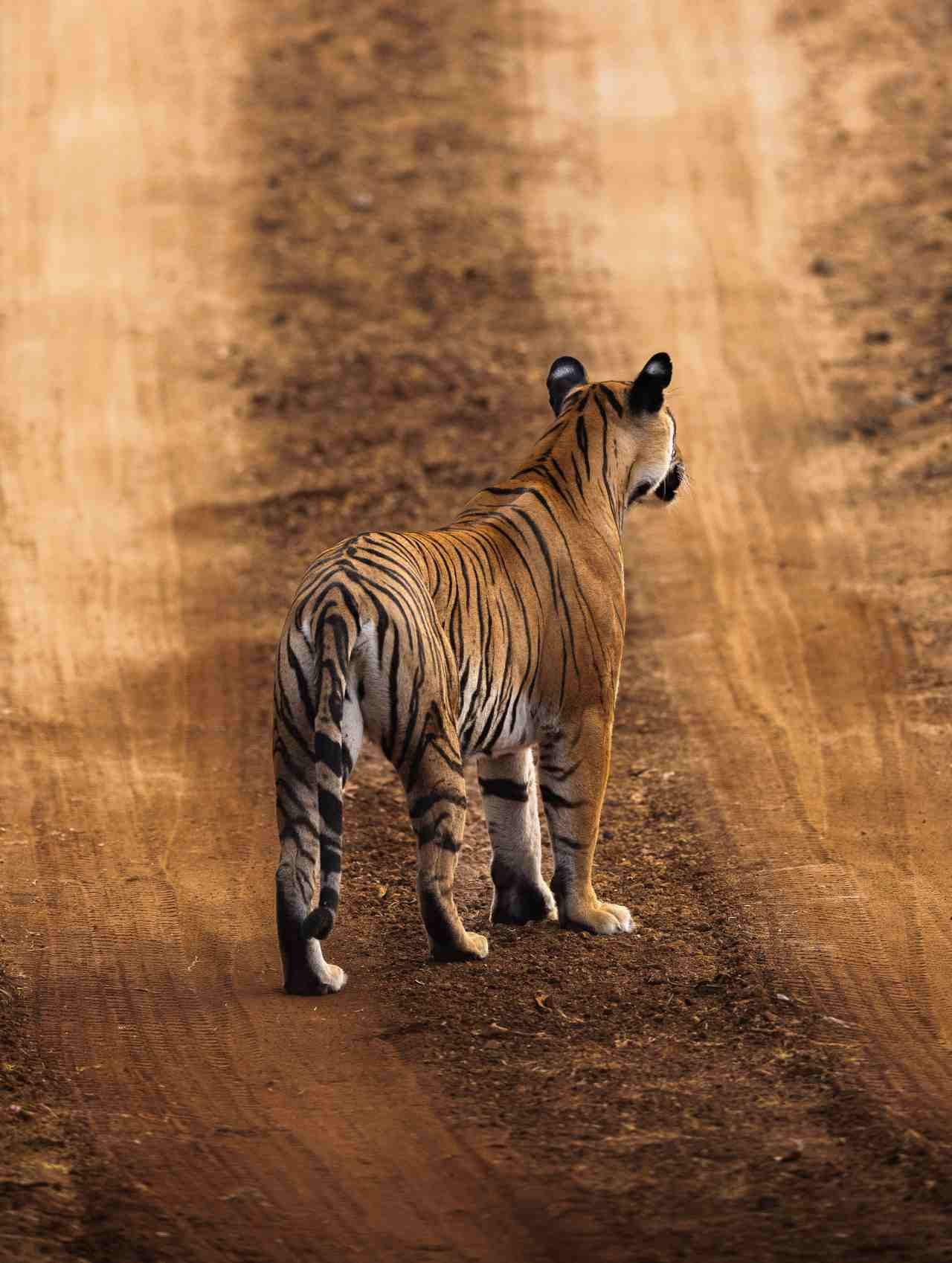 Canter safari vehicle driving along a forest track in Ranthambore