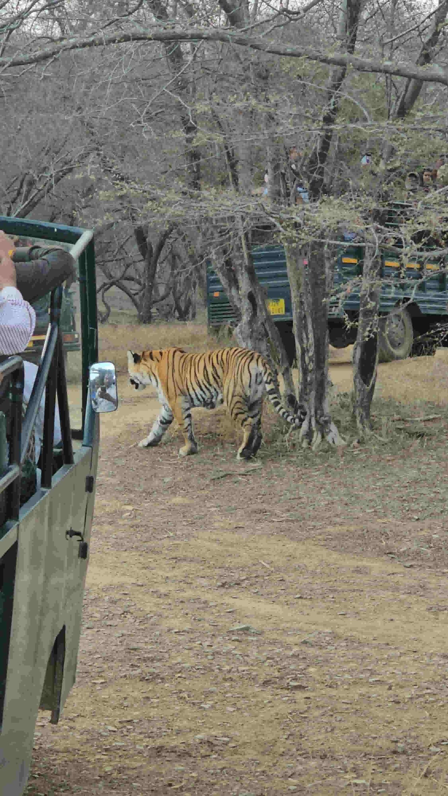Open canter safari vehicle entering Ranthambore National Park gate