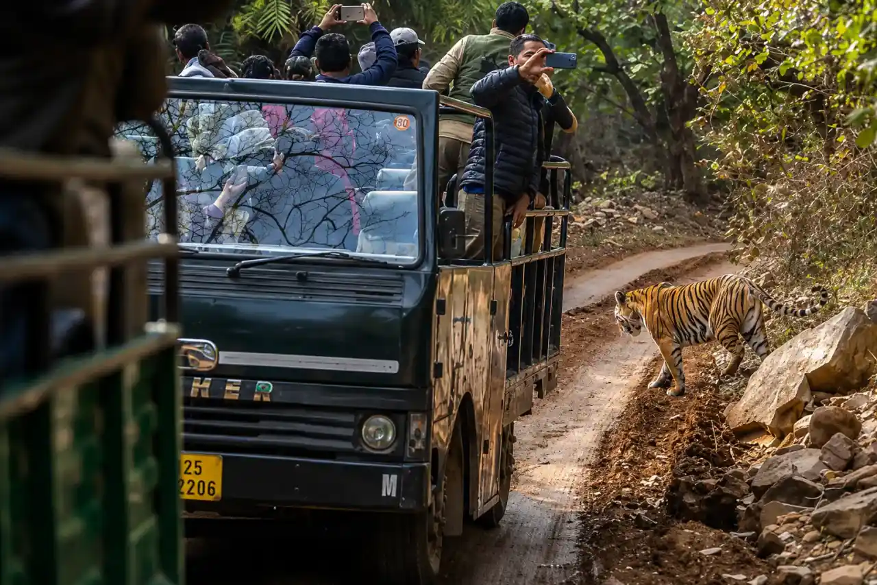 Tourists enjoying a canter safari in Ranthambore National Park spotting wildlife