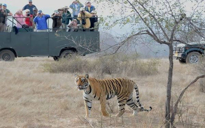 Canter Safai In Ranthambore National Park