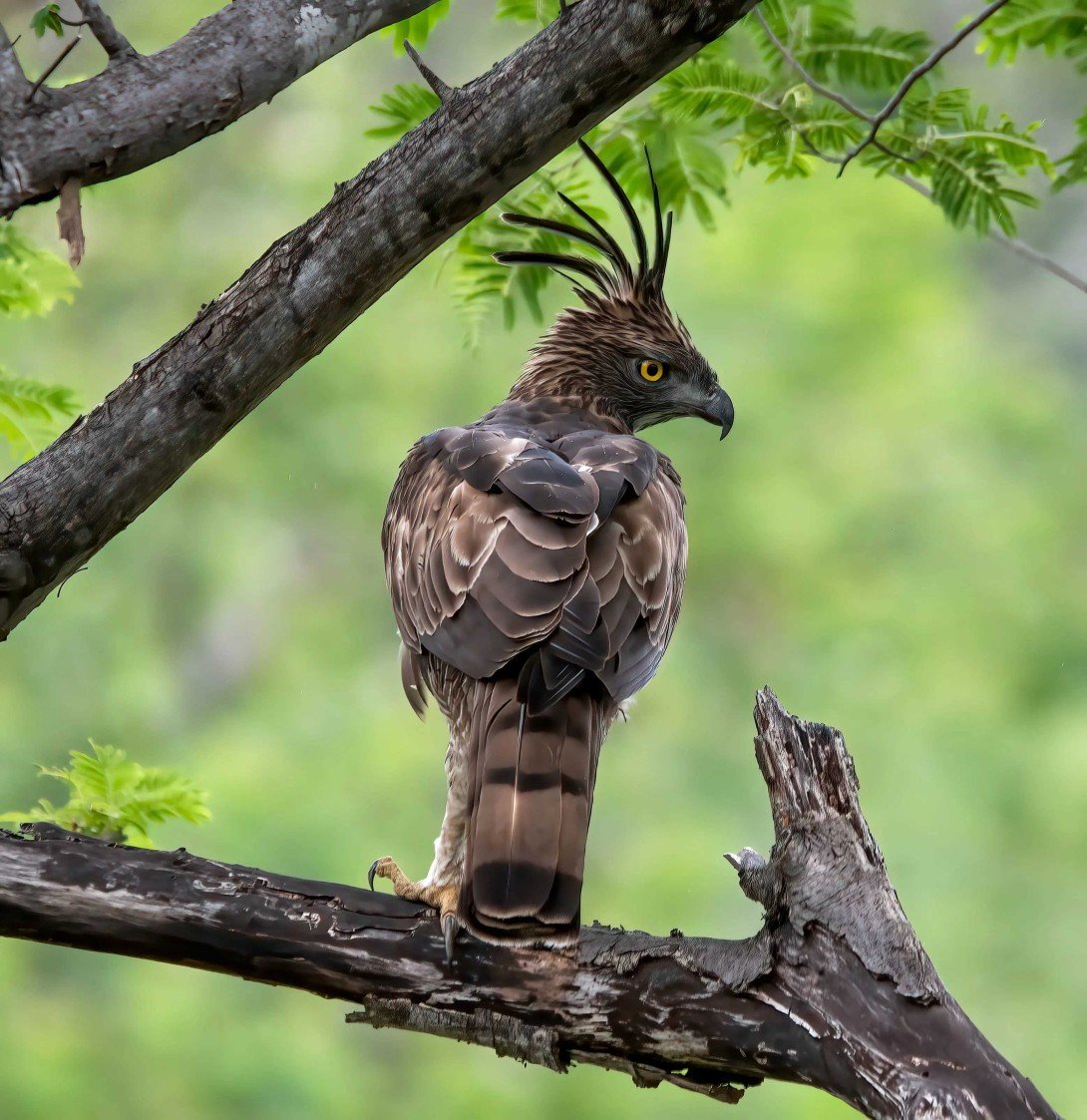 Changeable Hawk-Eagle perched high on a tree in Ranthambore National Park