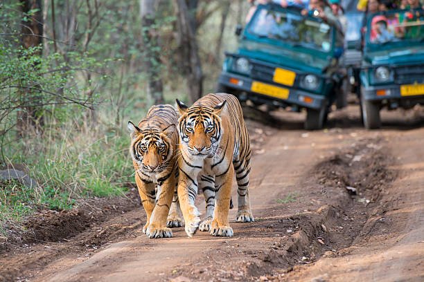 Sunlight filtering through dry forest trees during peak tourist season, showing the Ranthambore National Park best time to visit
