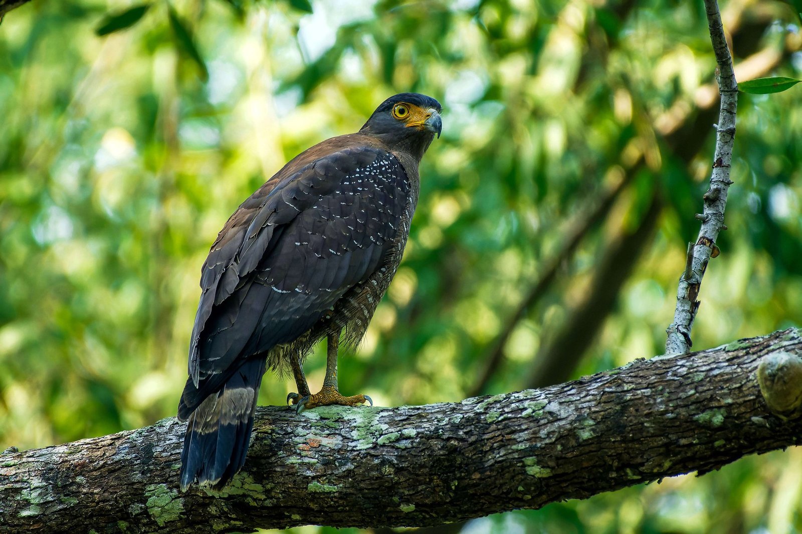 Crested Serpent Eagle perched on a tree in Ranthambore National Park