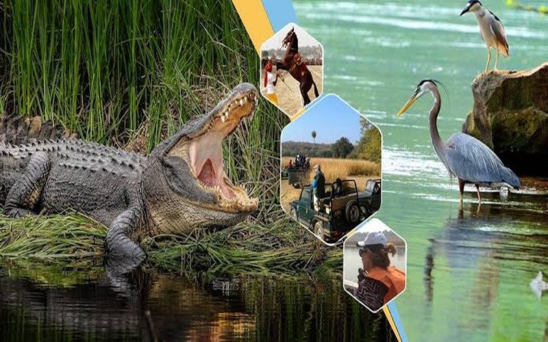 Crocodile Chambal Safari in Ranthambore National Park