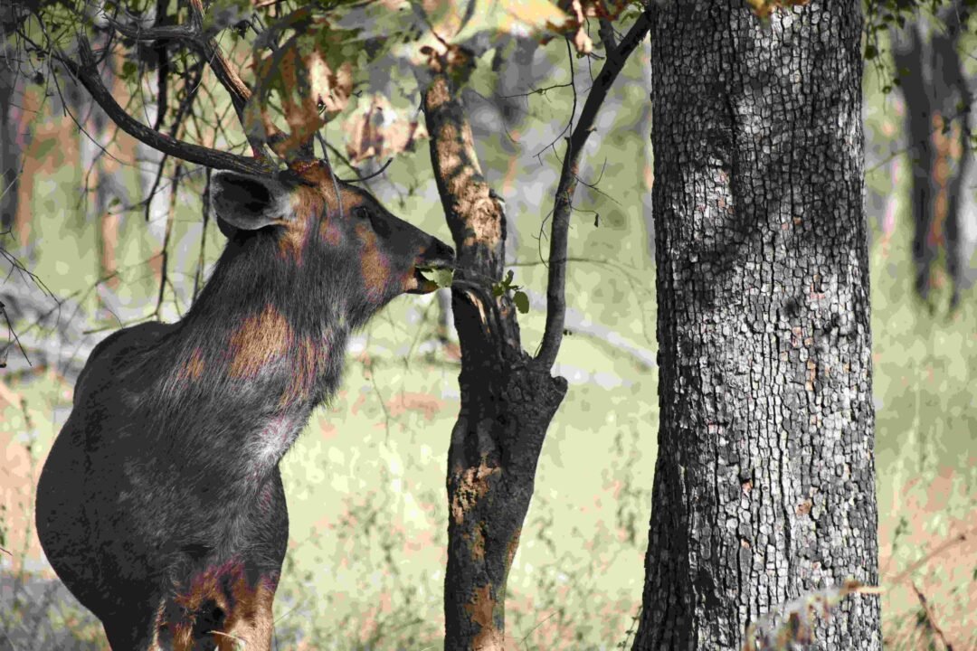 Dhok tree growing across the dry forests of Ranthambore National Park