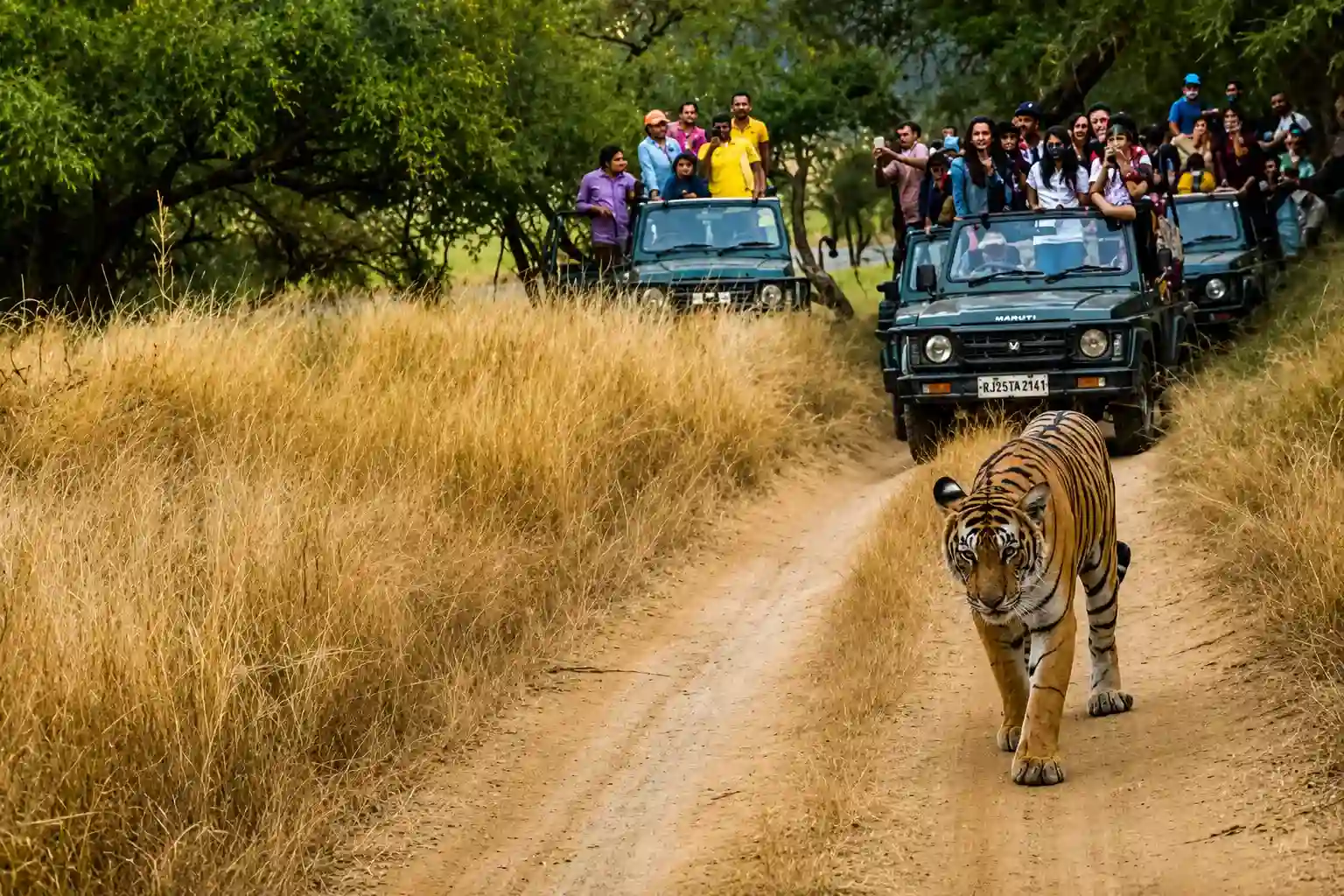 Open jeep safari in Ranthambore driving through dense forest zones