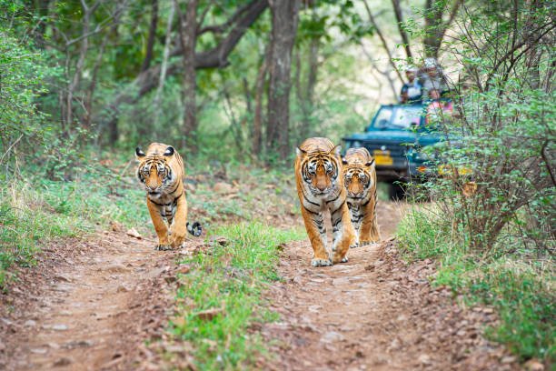 Tourists boarding an open-top gypsy vehicle, part of the Ranthambore National Park safari booking process