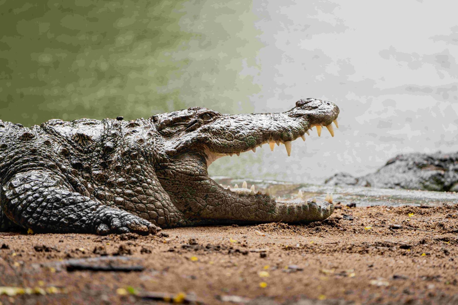 Endangered gharial swimming in the Chambal River near Ranthambore