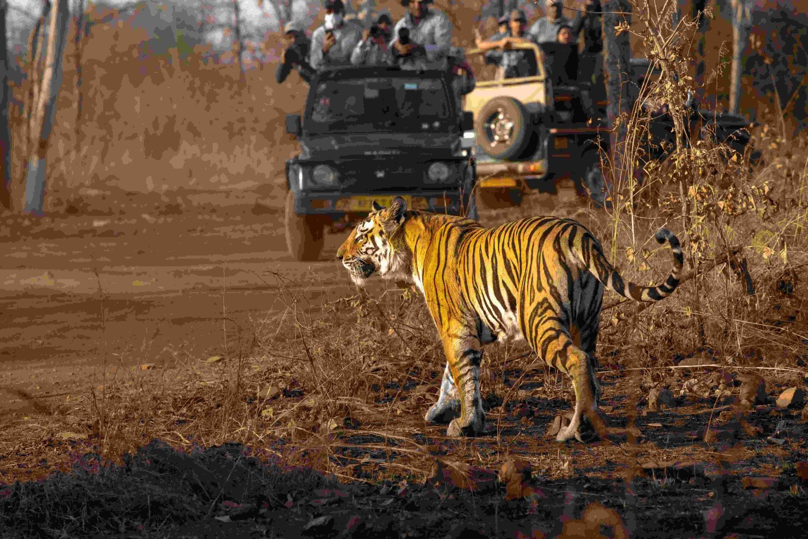 Scenic historic landscape of Ranthambore National Park surrounded by forests and hills in Rajasthan