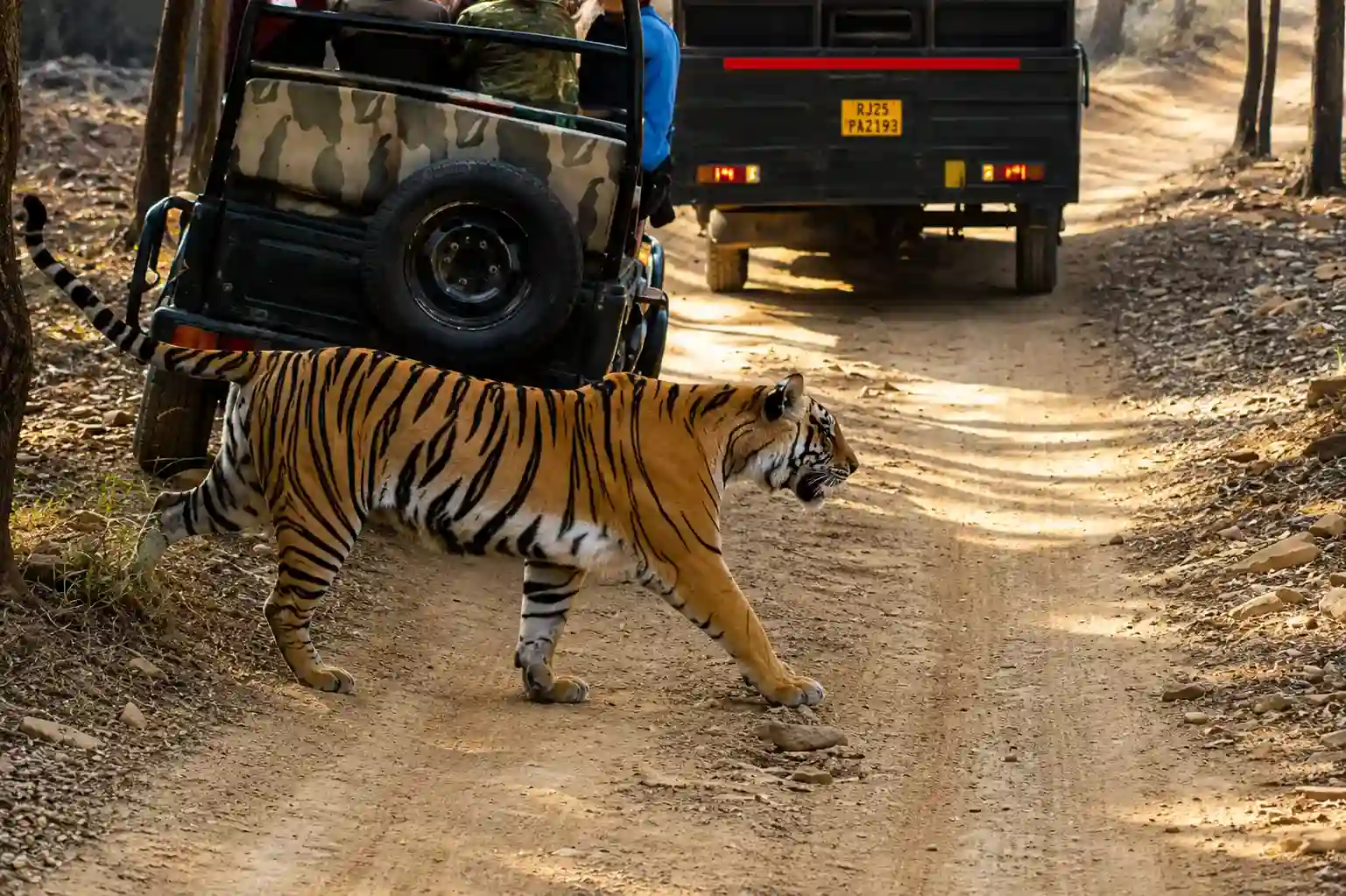 Traveler booking a canter safari ticket online for Ranthambore National Park
