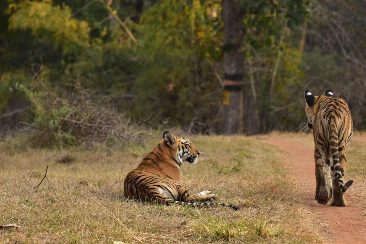 Map showing nearest airport to Ranthambore National Park for travelers