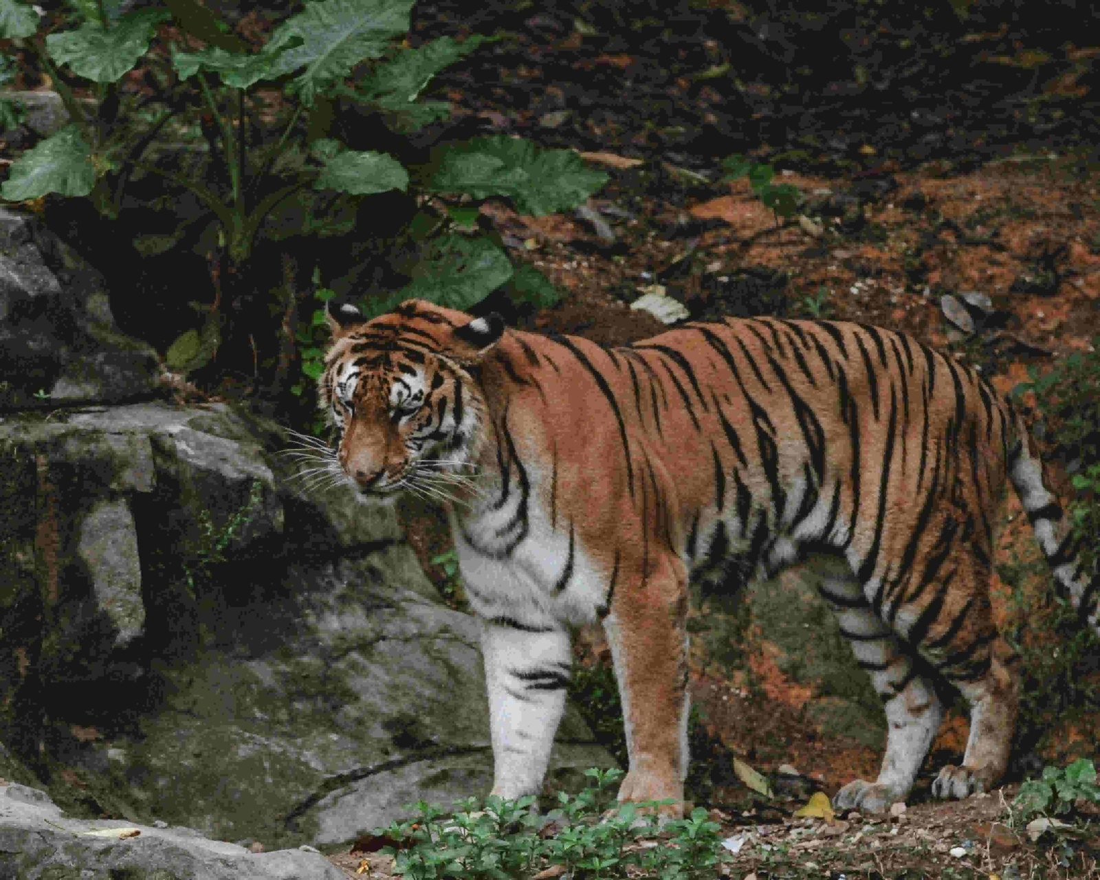Traveler completing an online payment for a Ranthambore safari reservation
