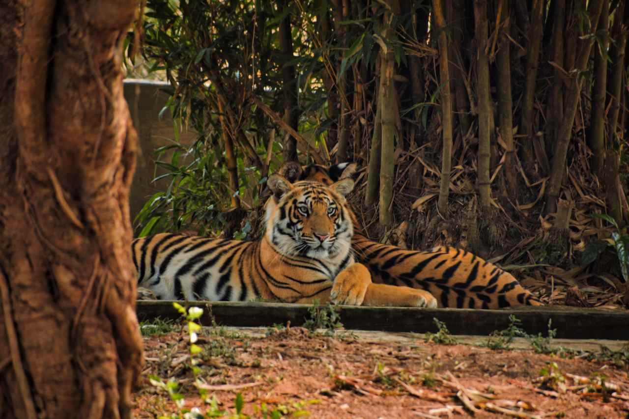 Step-by-step online ticket booking interface for Ranthambore National Park safari