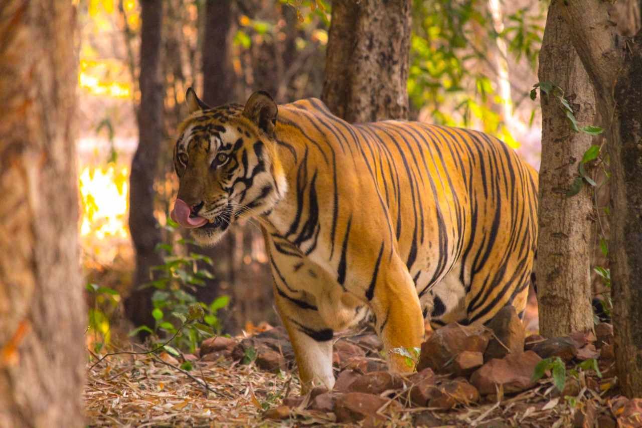 Visitor selecting a safari date and zone on a booking screen for Ranthambore