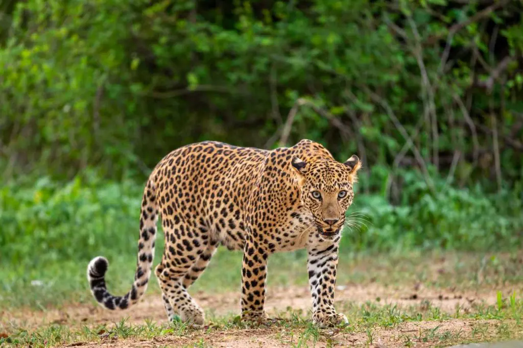 Indian leopard resting on rocky terrain in Ranthambore National Park