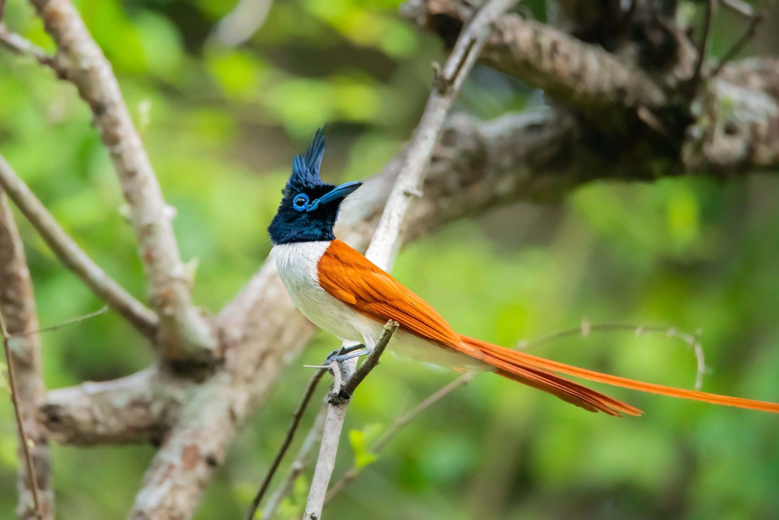 Male Indian Paradise Flycatcher perched on a tree branch in Ranthambore National Park