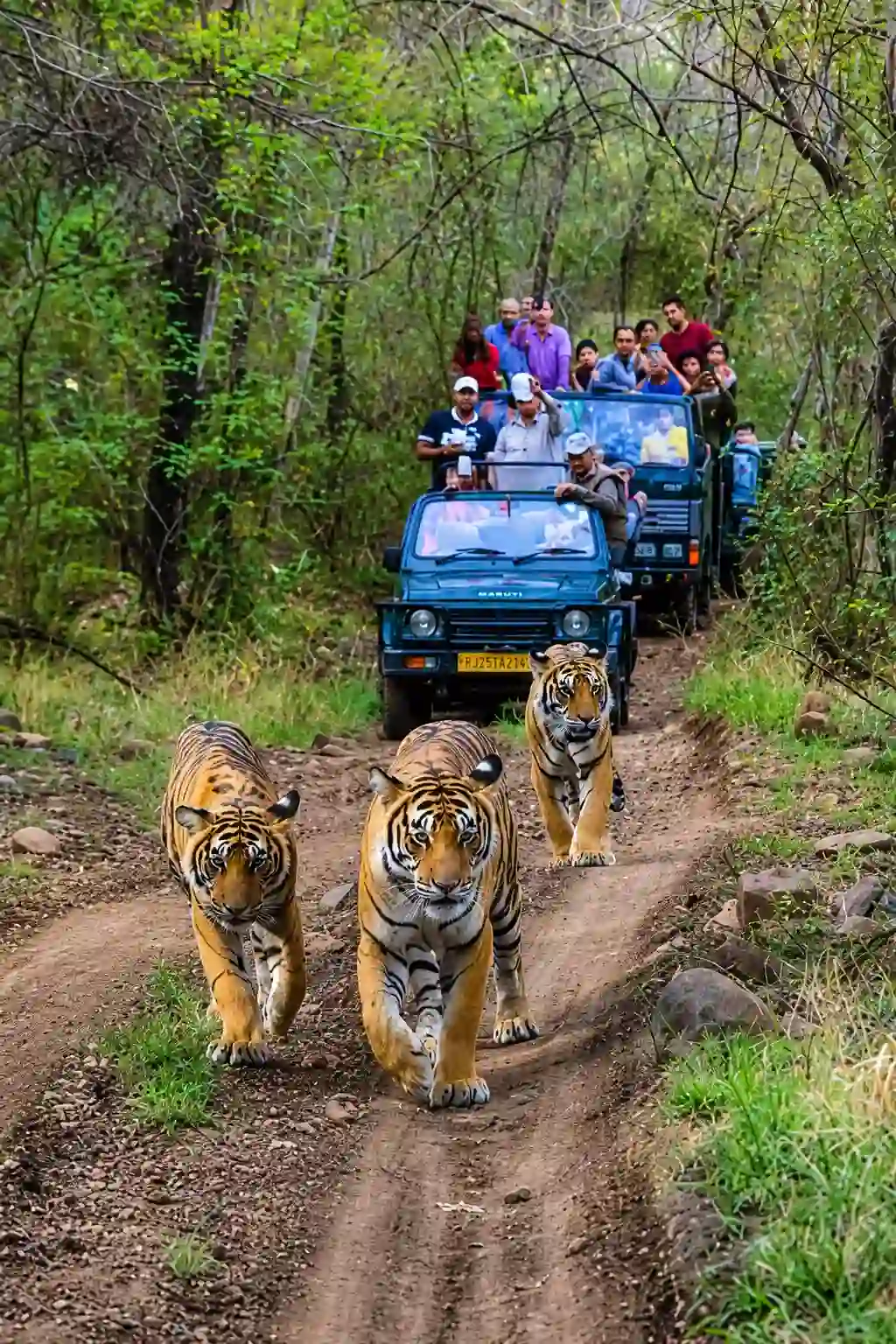 Safari price chart and booking counter for jeep safari in Ranthambore
