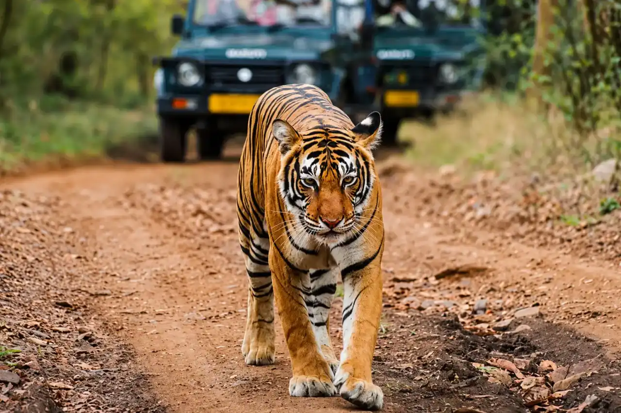Safari timing board showing morning and evening jeep safari slots in Ranthambore