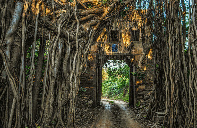 A large banyan tree growing naturally in the forests of Ranthambore National Park