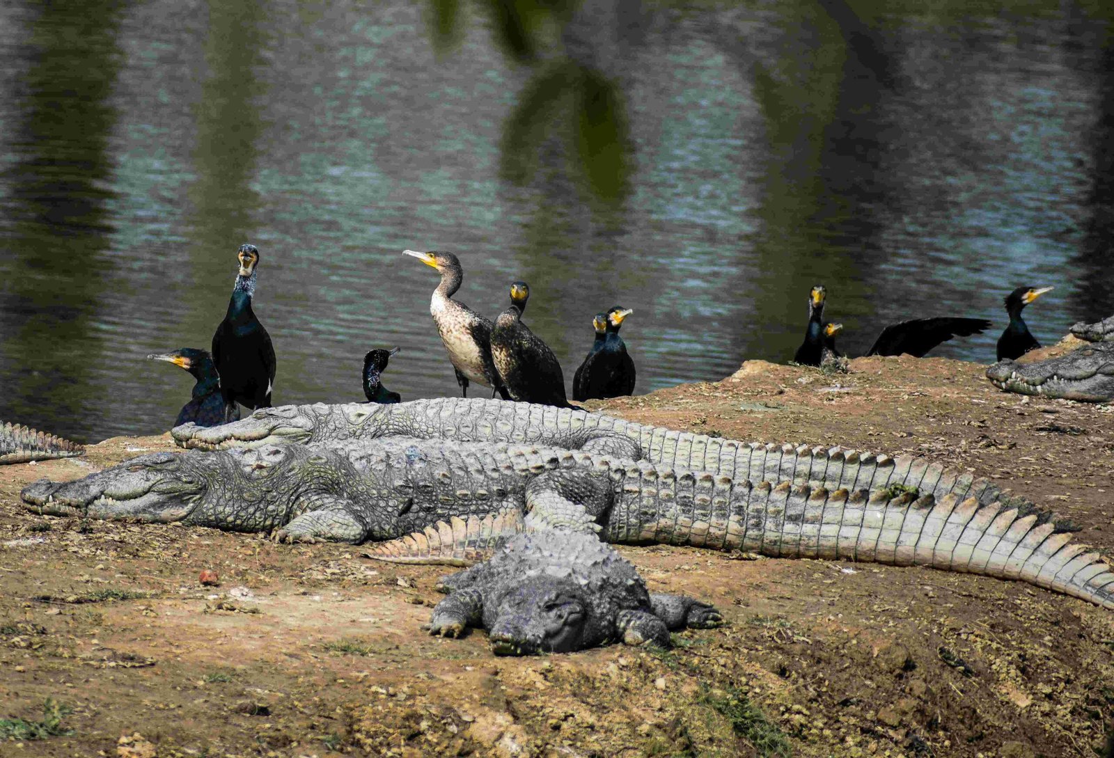 Mugger crocodile resting on the riverbank during Chambal Crocodile Safari near Ranthambore
