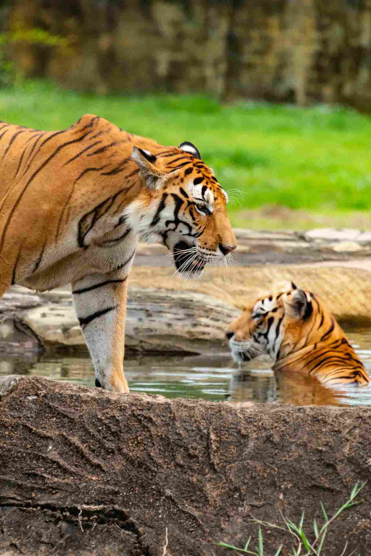 Check the latest safari booking prices before planning your Ranthambore wildlife tour.