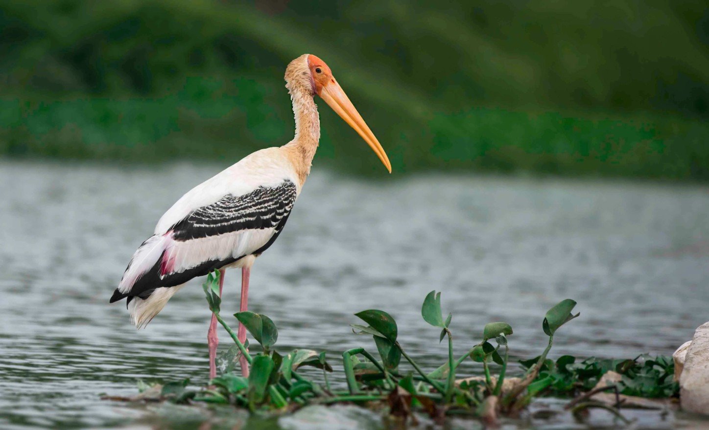Painted Stork searching for food in the shallow waters of Ranthambore