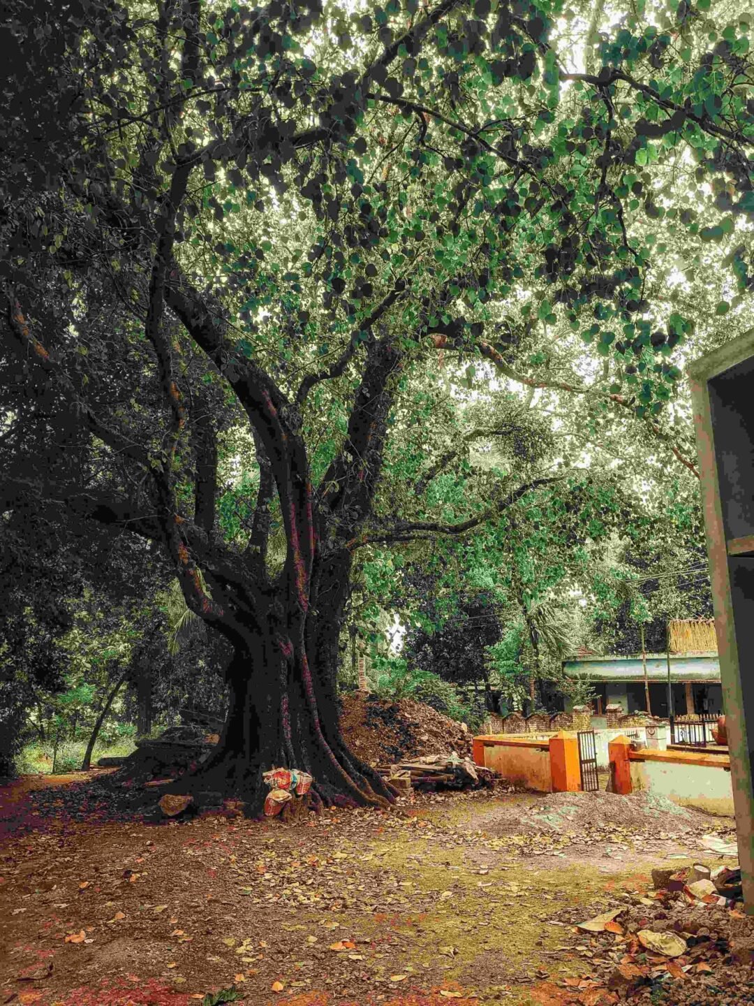Healthy peepal tree surrounded by the natural forest of Ranthambore National Park