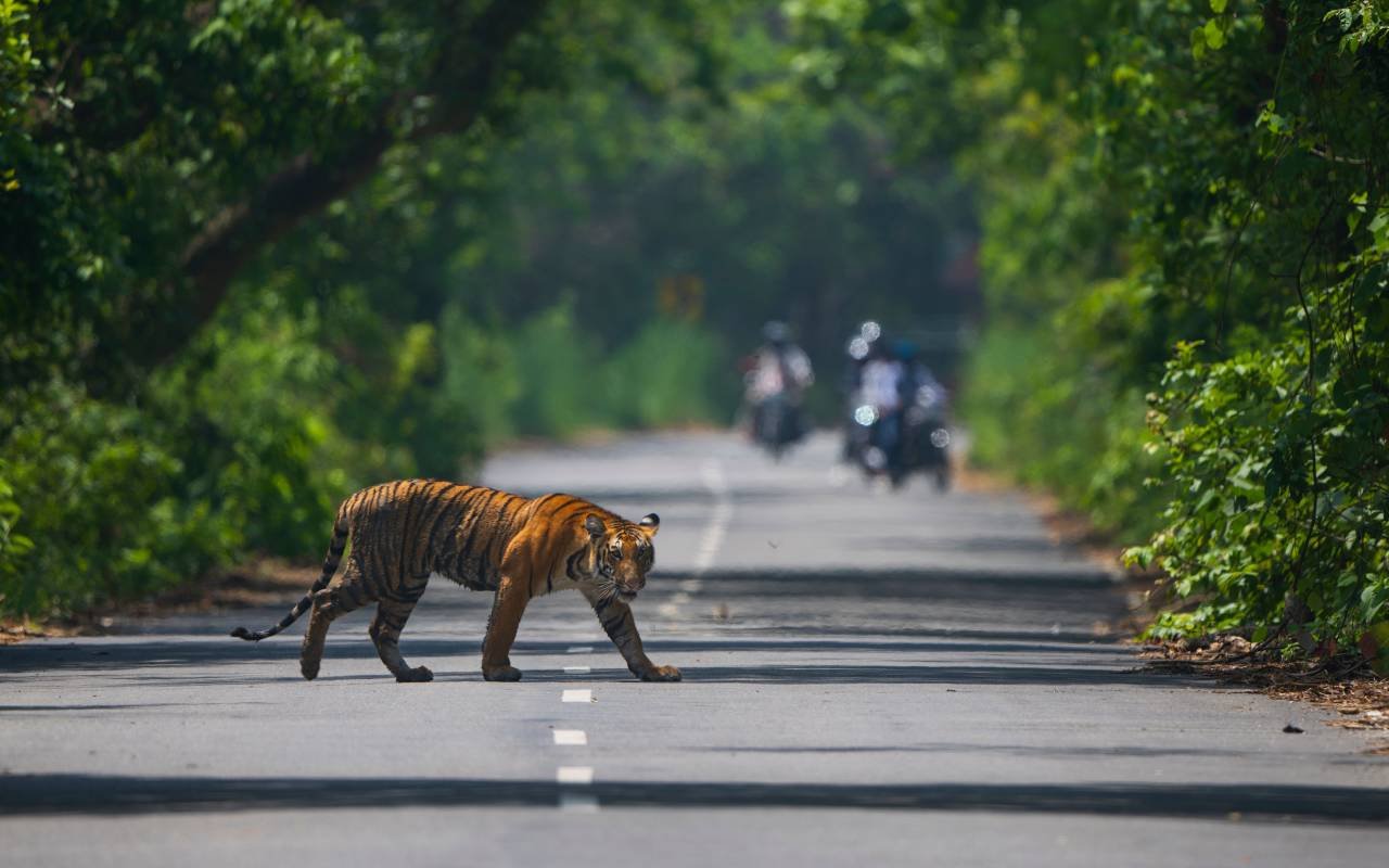 Tourists checking their permits before boarding a jeep, part of the Kanha Tiger Reserve booking process