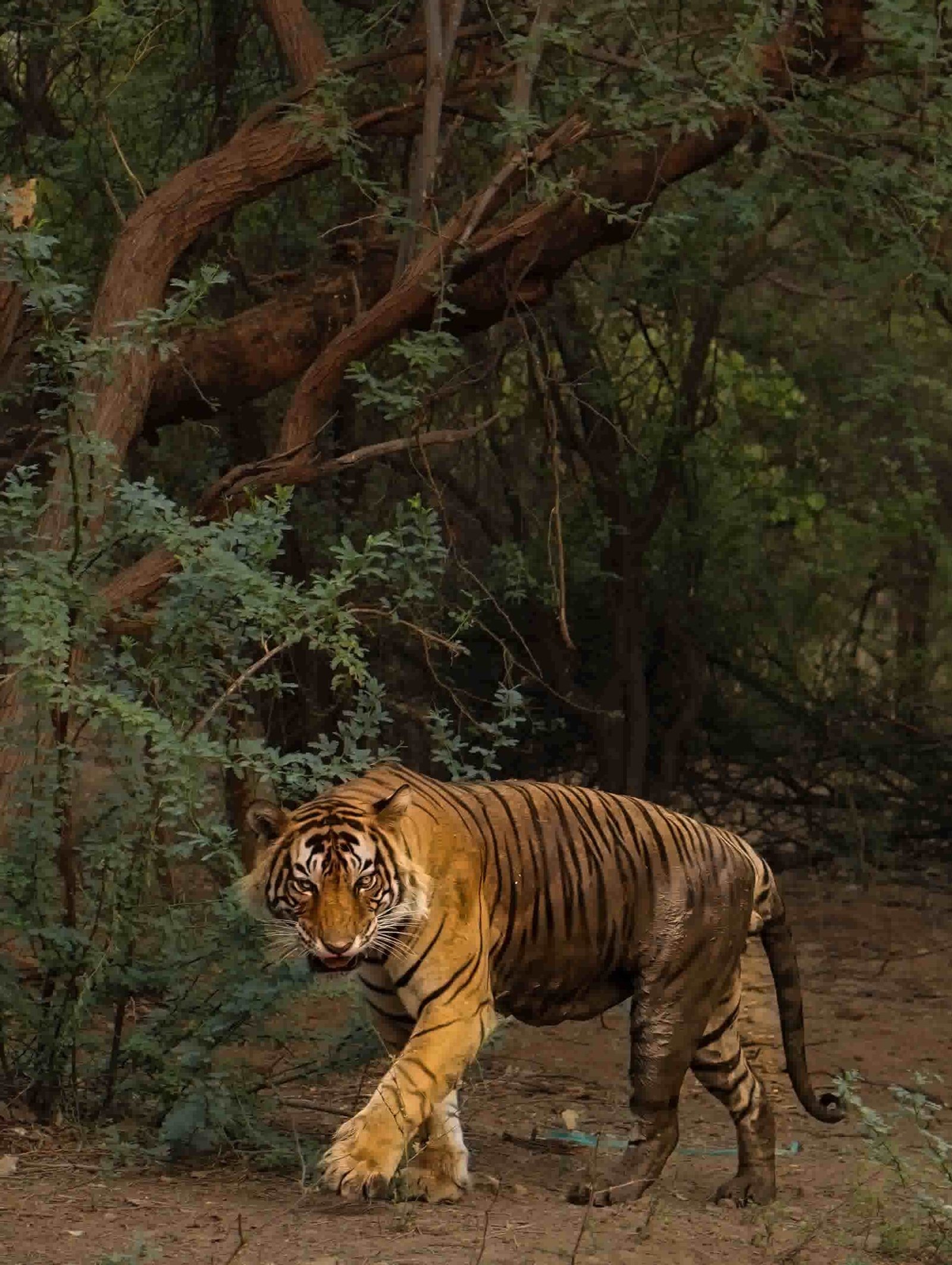 Bengal tiger crossing the road in front of a jeep safari in Ranthambore