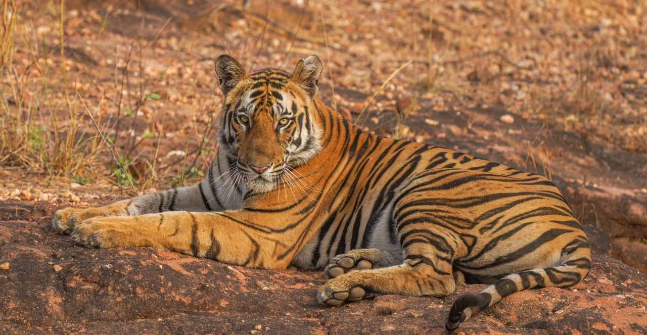 Canter safari vehicle parked at Ranthambore National Park entrance gate
