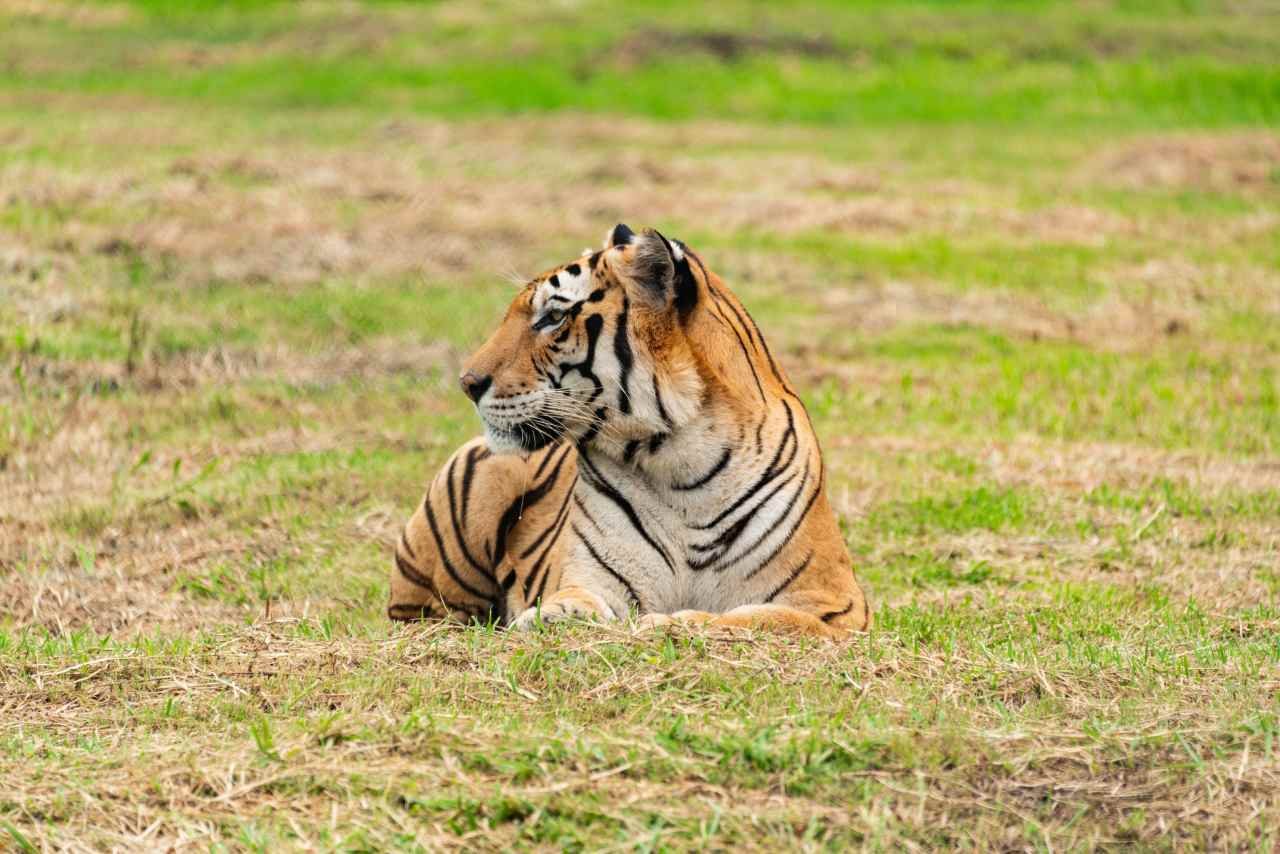 Tourist reviewing zone selection details before confirming a Ranthambore safari booking