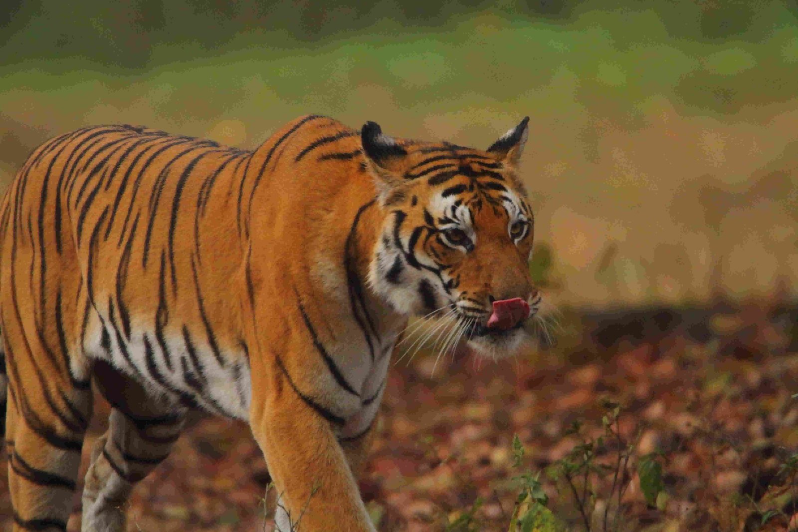 Fee chart displaying gypsy and canter safari rates at Ranthambore National Park