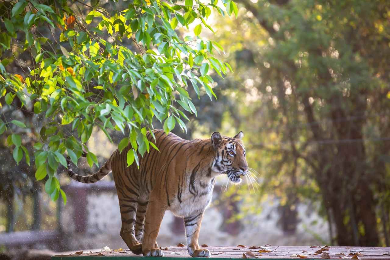 Travelers completing their Ranthambore safari reservation through an online booking platform before their visit.
