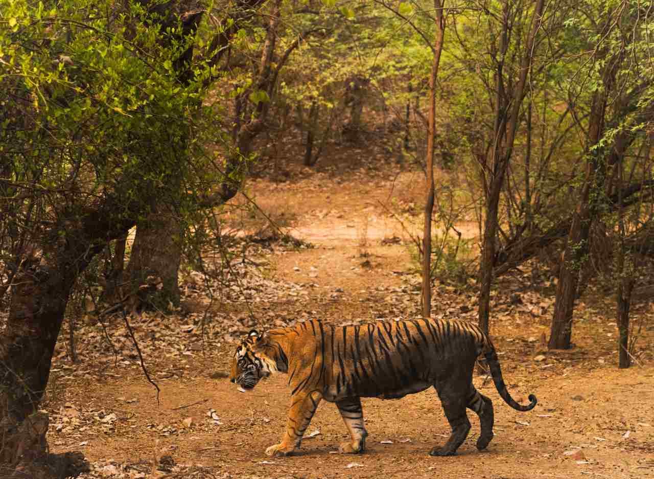 Get assistance for Ranthambore safari reservations through the official booking support contact.