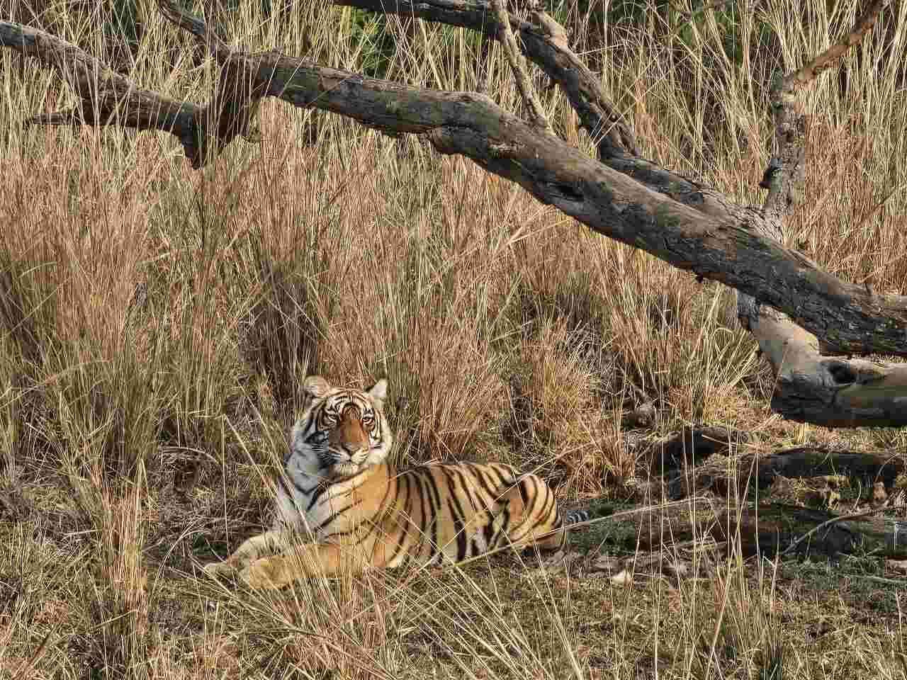 Visitors confirming their Ranthambore safari reservation through a trusted online booking service.