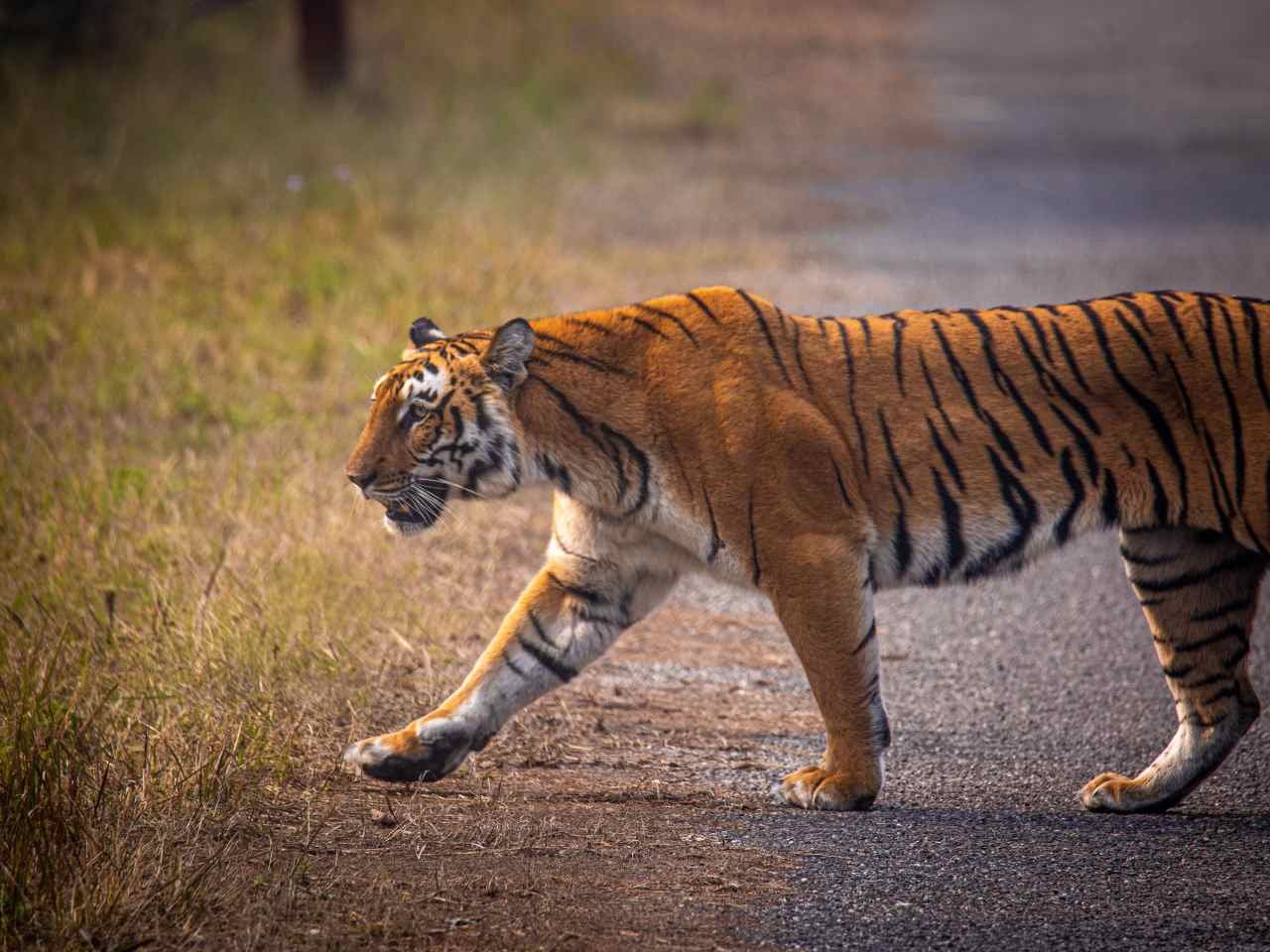 Tourists enjoying a jeep safari while exploring the forests of Ranthambore with different safari package options.