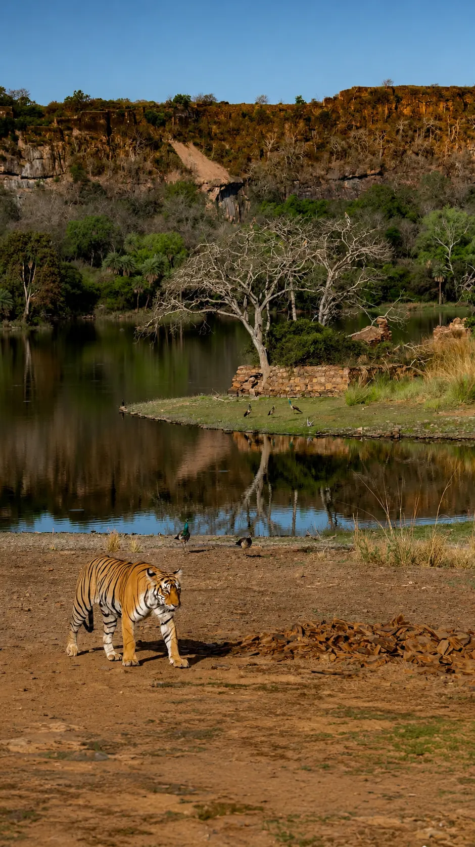 Royal Bengal Tiger walking through the forest of Ranthambore National Park
