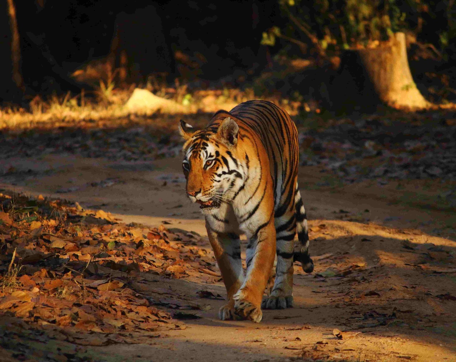 Ancient ruins surrounded by forests inside Ranthambore National Park, Rajasthan