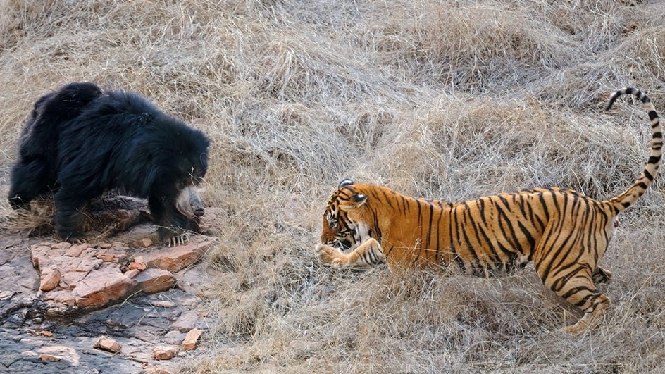 Sloth bear searching for food in Ranthambore National Park