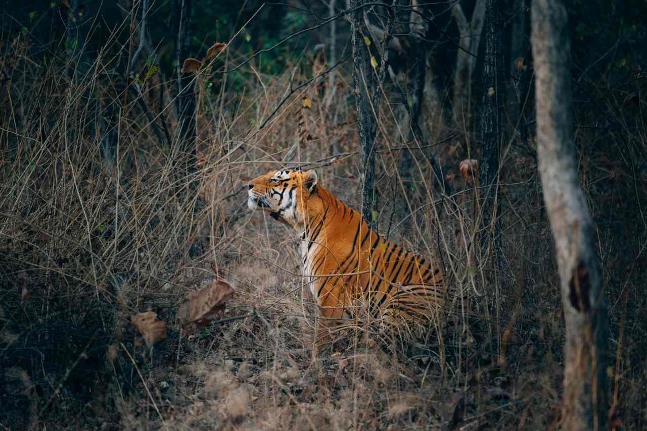 Tourist completing a same-day tatkal safari booking process at Ranthambore