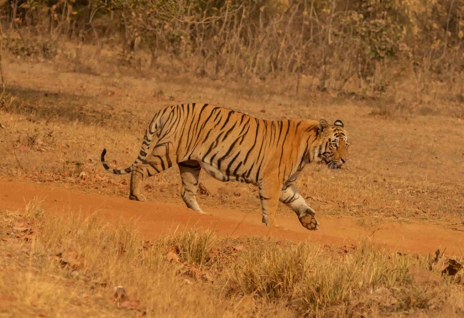 Safari ticket counter showing tatkal booking rates at Ranthambore