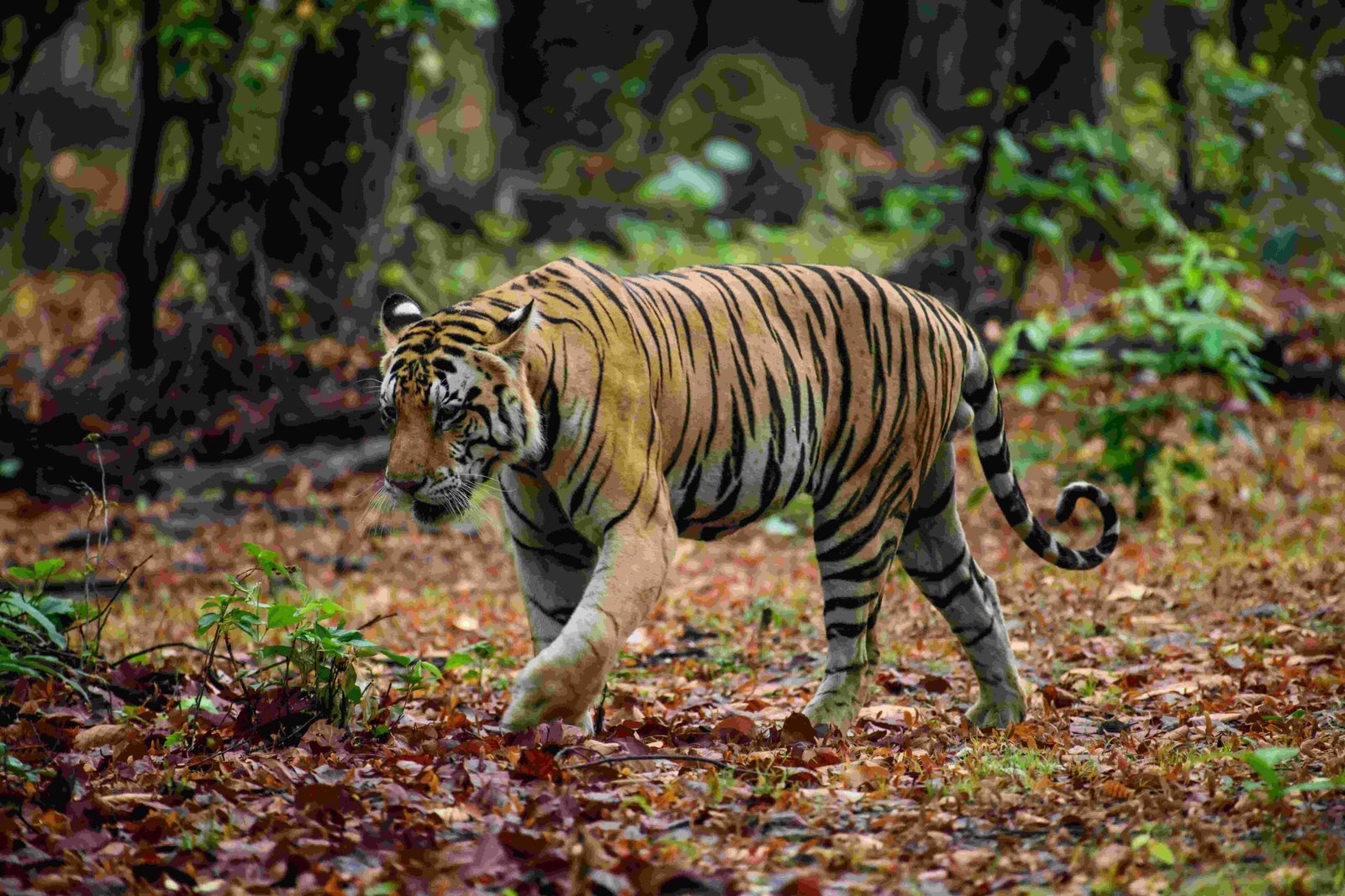 Natural landscape of Ranthambore National Park representing its transformation into a protected tiger reserve